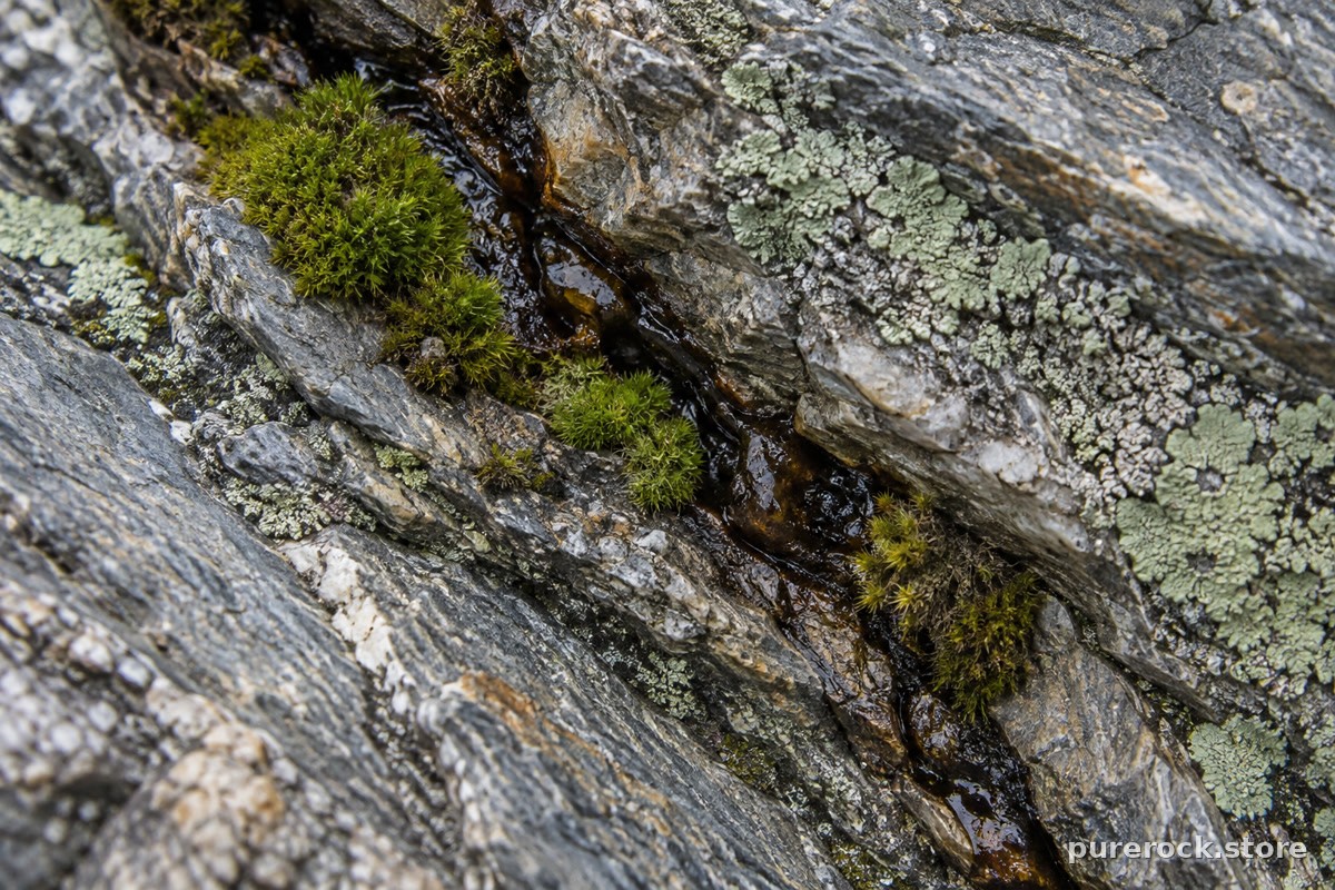 Close-up of a rock crevice at high altitude with moss, lichen, and a dark resinous seep along the fracture line