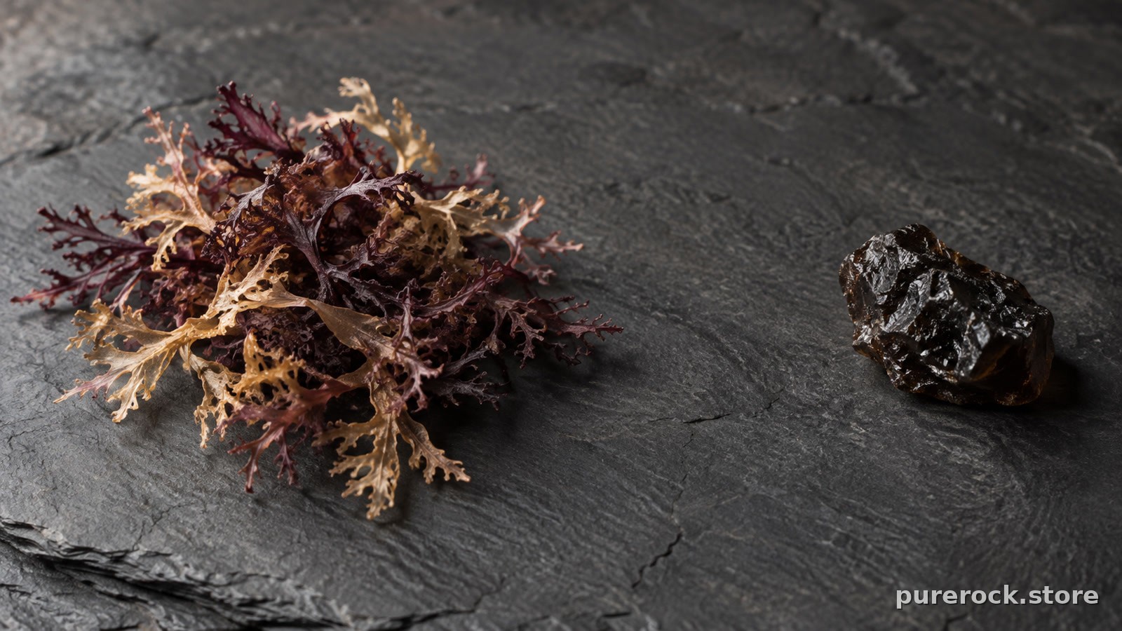 Dried red seaweed and a small piece of dark mineral resin side by side on a slate surface in soft natural light