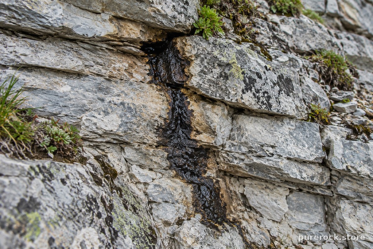Raw shilajit exuding from a crack in a pale mountain rock face, with sparse alpine plants nearby